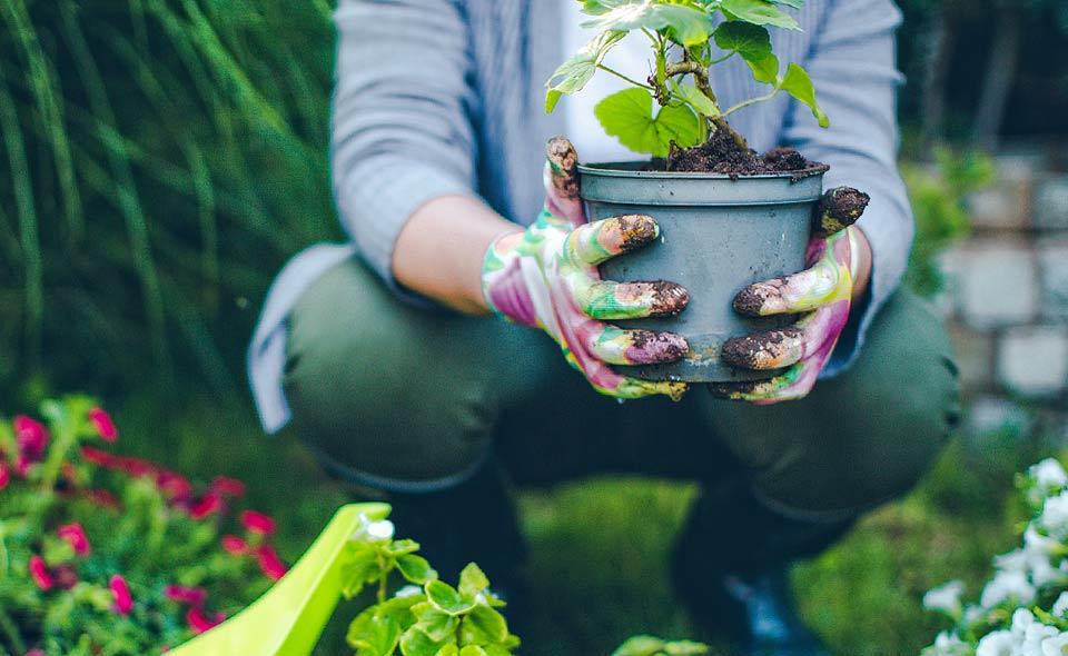 planting flowers