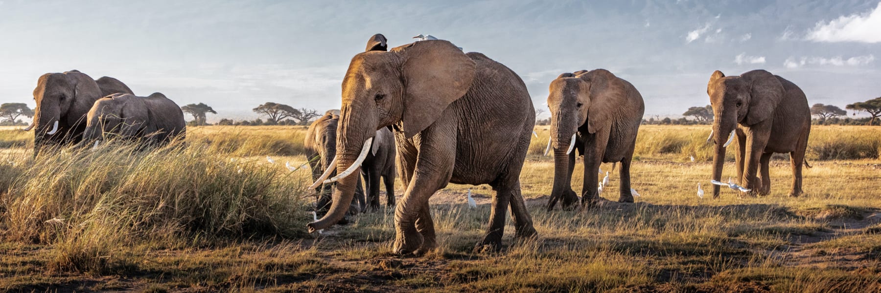 Collaborators – Mutual of Omaha’s Wild Kingdom