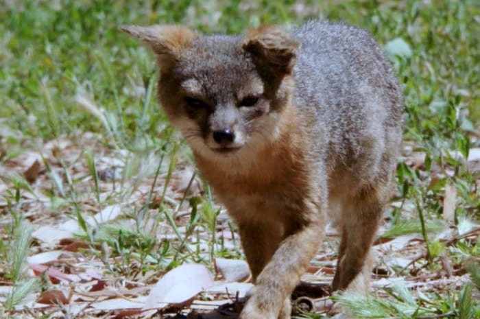 Fox walking in the grass
