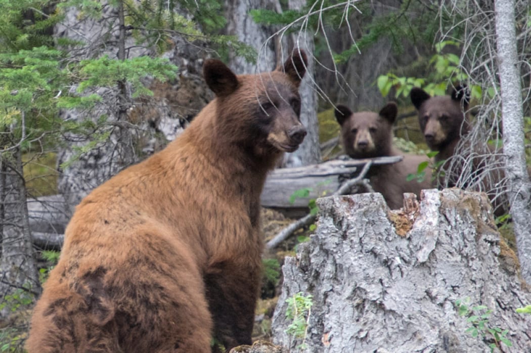 Brown bear in the woods with cubs