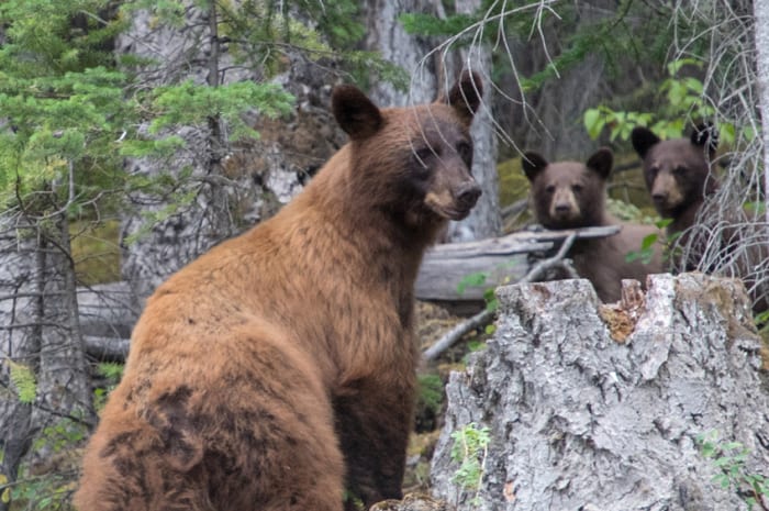 Brown bear in the woods with cubs