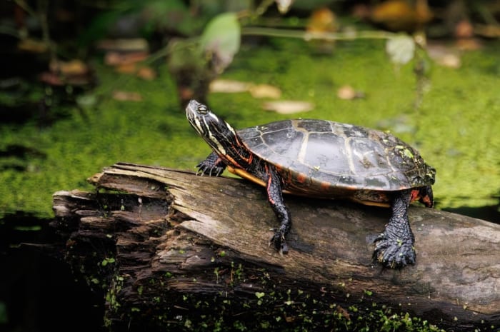 Turtle on a log in the water