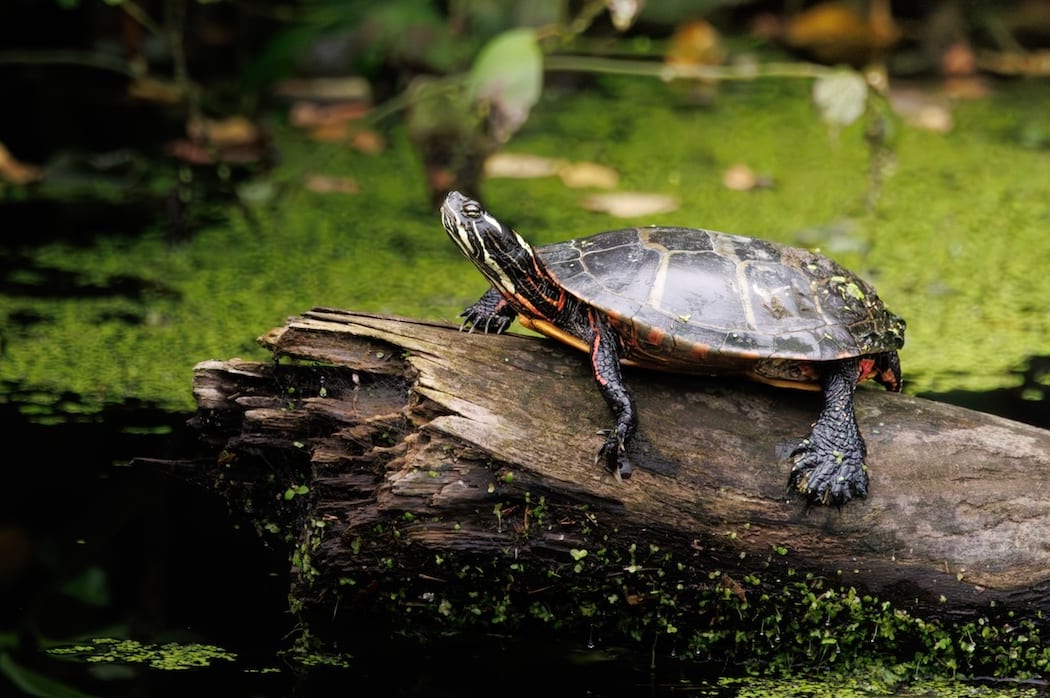 Turtle on a log in the water