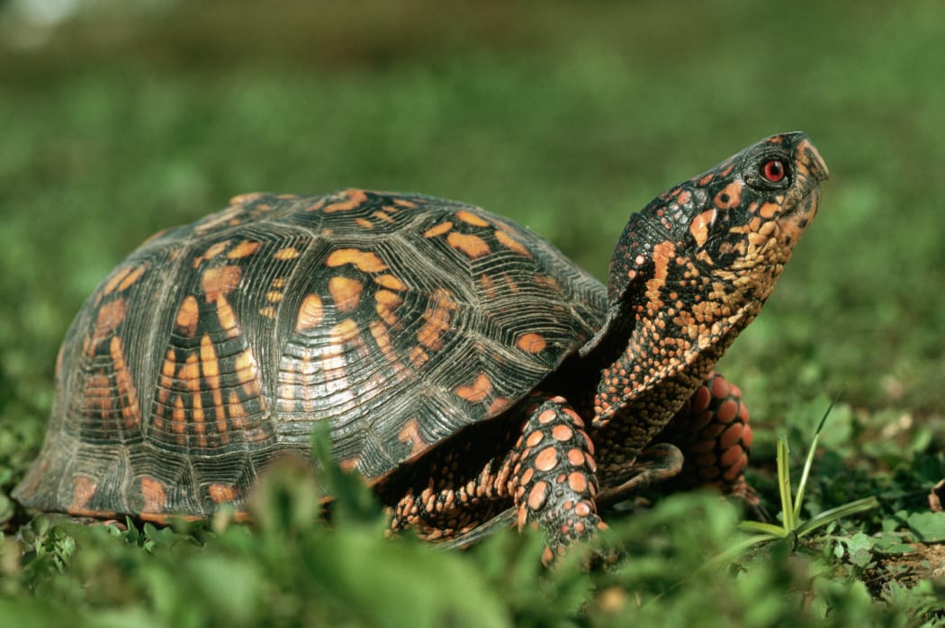Turtle standing on the grass with its head up