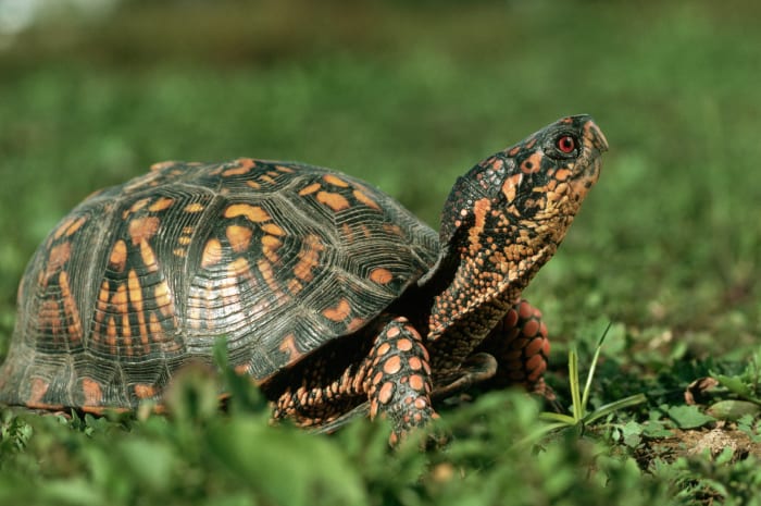 Turtle standing on the grass with its head up