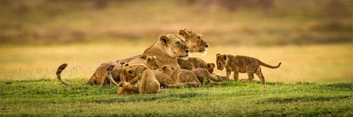 Lions and their cubs laying on grass