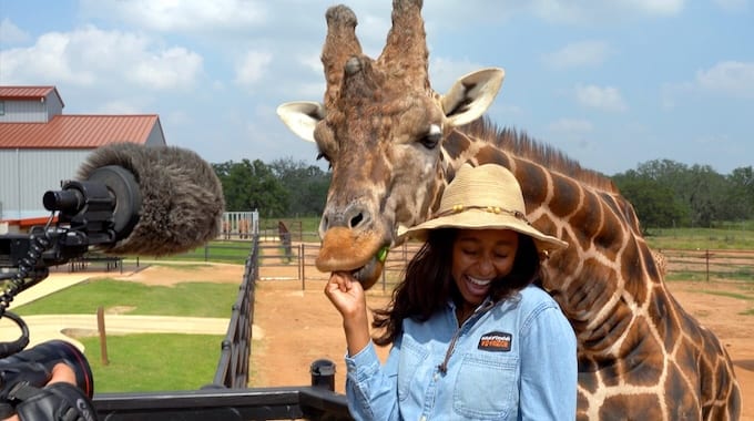 Giraffe Image