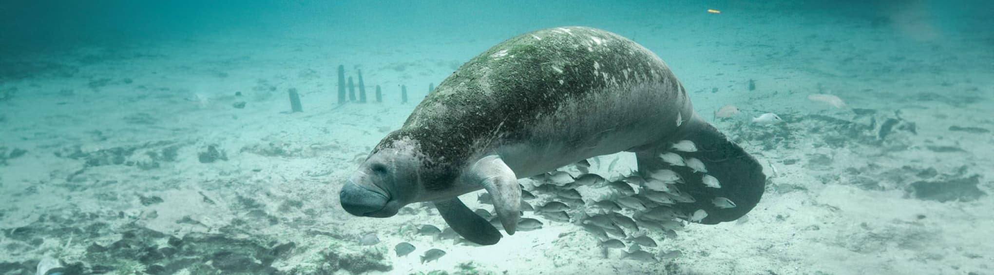 Manatee Image