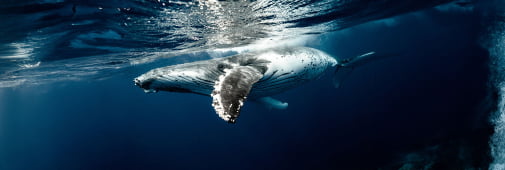 Photo of whale in the ocean