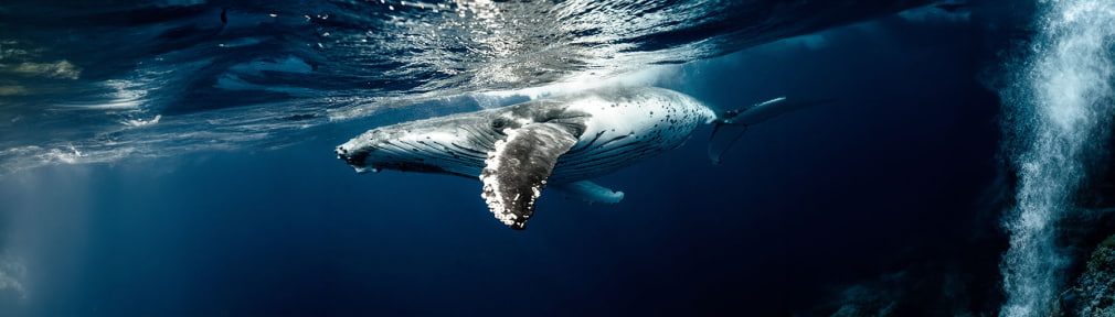 Photo of whale in the ocean