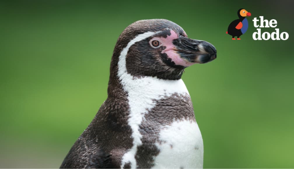 Penguin Image