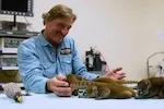 Thumbnail - Peter Gros encounters coati kits at Brevard Zoo during "Coati Comeback."