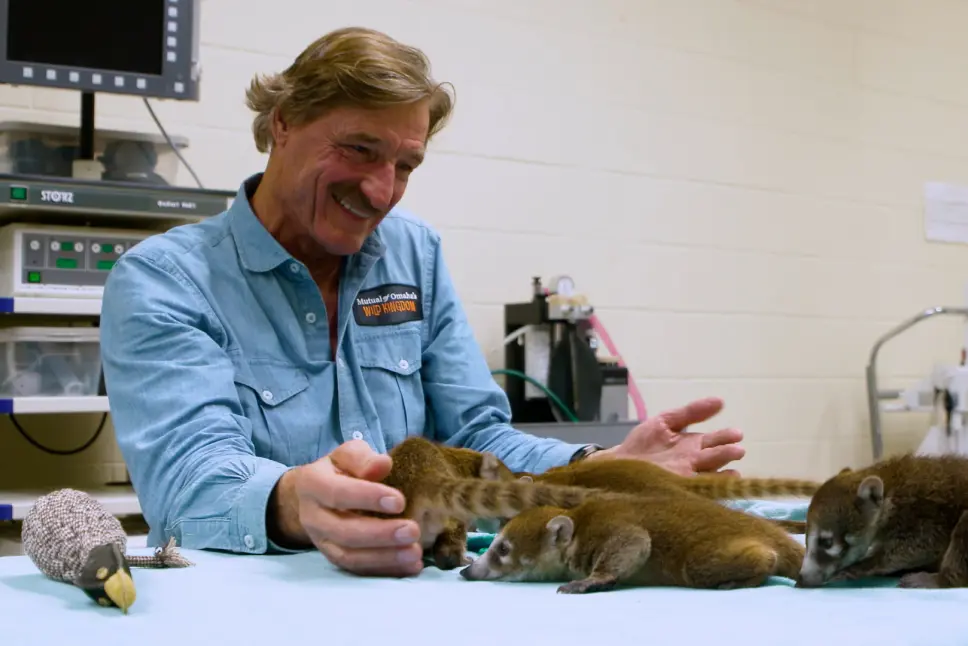 Peter Gros encounters coati kits at Brevard Zoo during "Coati Comeback."
