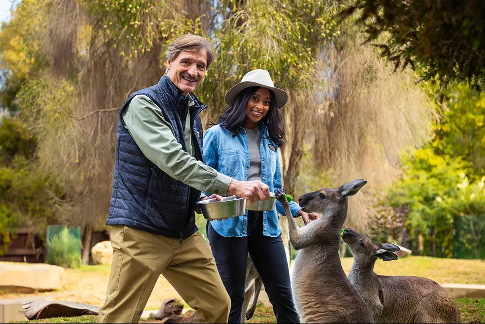 Peter Gros and Dr. Rae Wynn-Grant feed kangaroos at the Santa Barbara Zoo