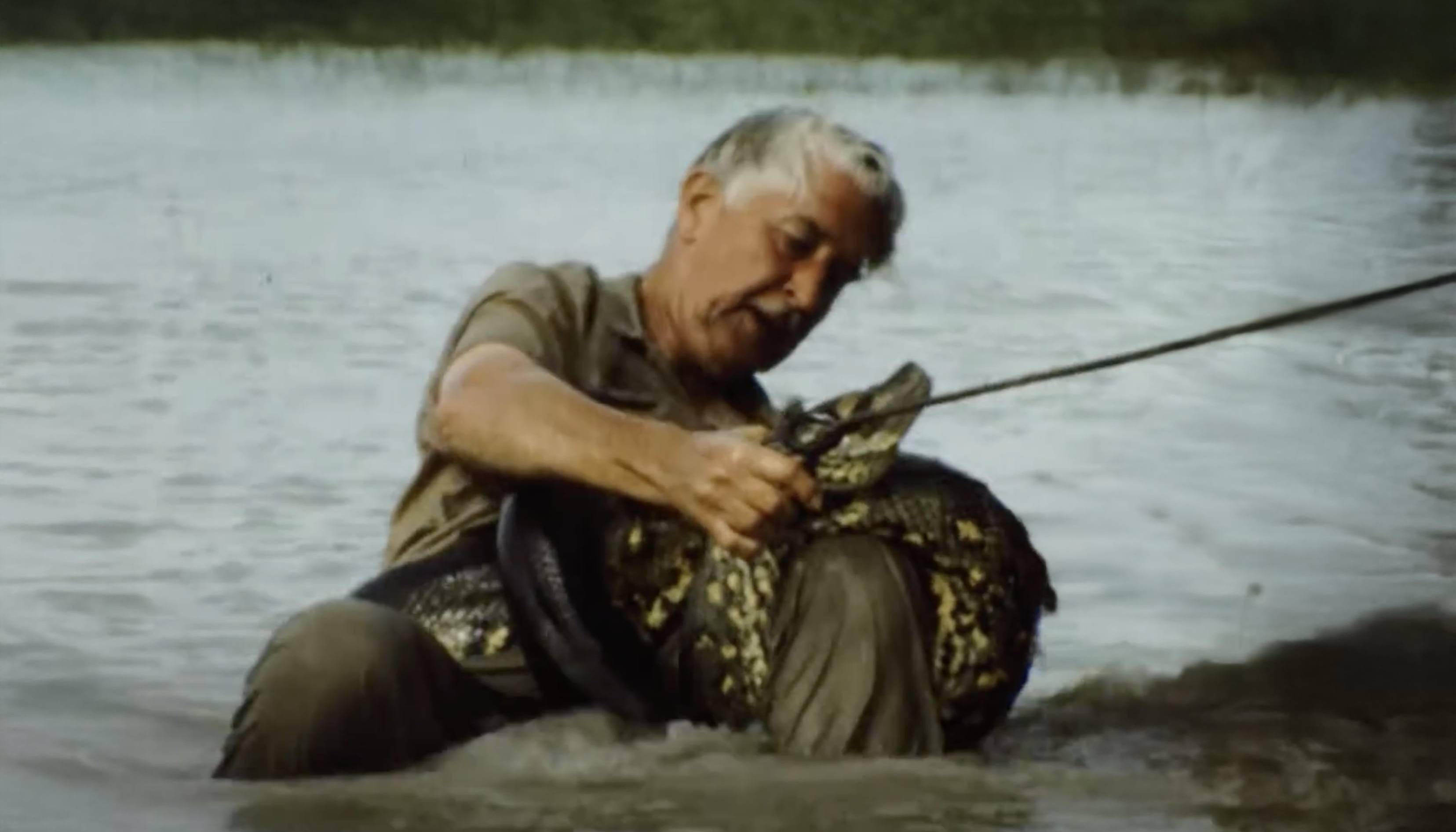 Marlin Perkins grapples with an anaconda in ‘Giants of Dadanawa,’ 1968.