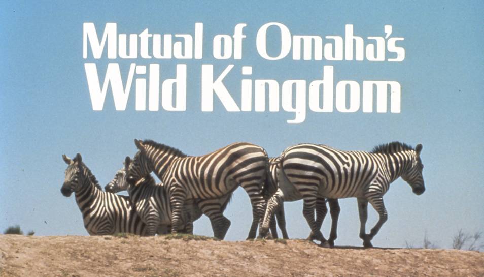 Title screen for Mutual of Omaha’s Wild Kingdom. National PTA endorses Wild Kingdom—the organization’s first TV endorsement, 1982.