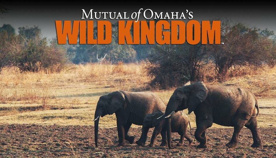 Title screen for Mutual of Omaha’s Wild Kingdom, on Animal Planet, 2002.
