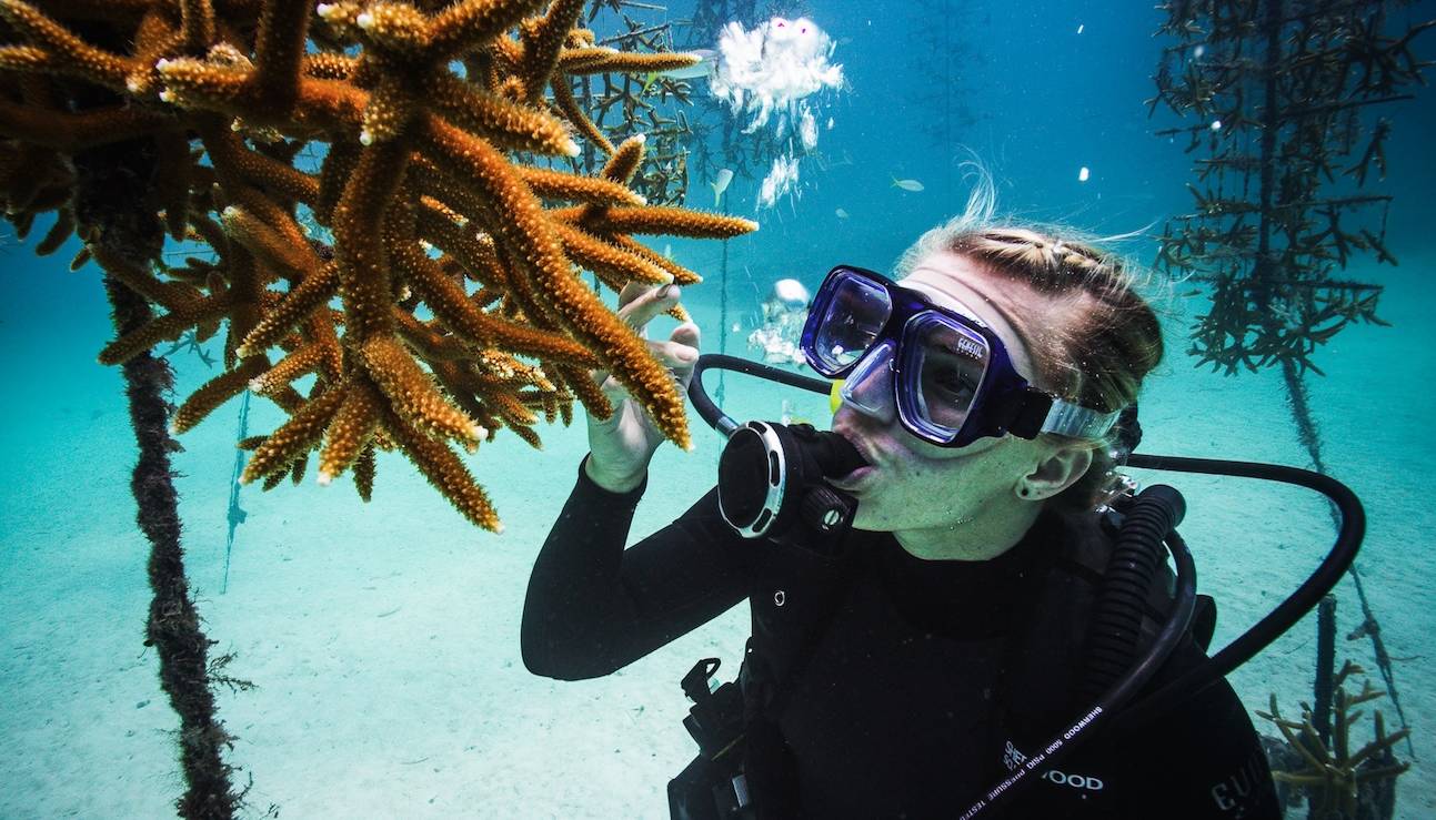 Screen shot from webisode: a female scuba diver examines undersea life, 2014.