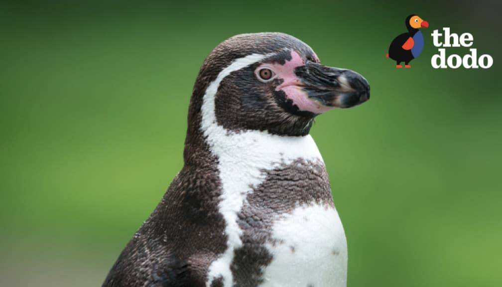 Logo for The Dodo, and a young penguin.