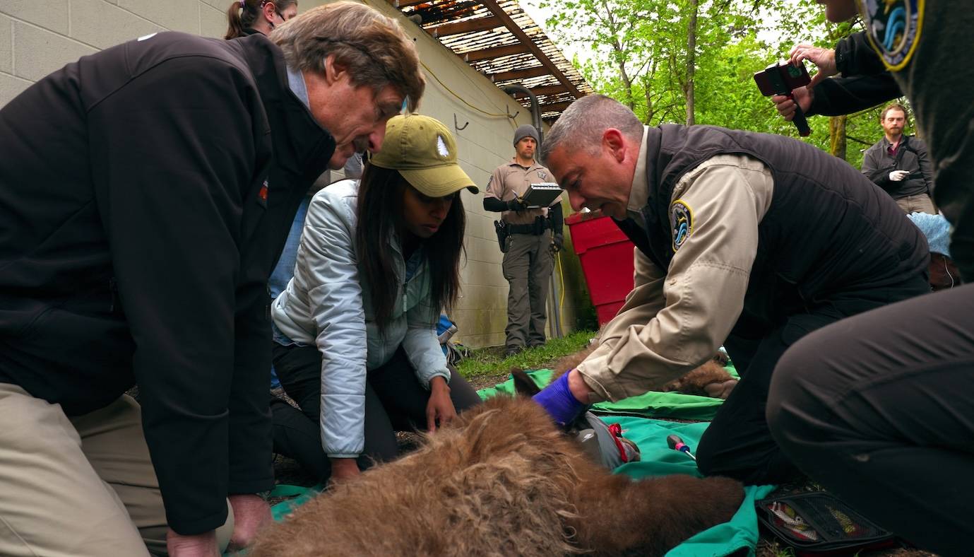 Dr. Rae Wynn-Grant and Peter Gros assisting in animal health and well being.
