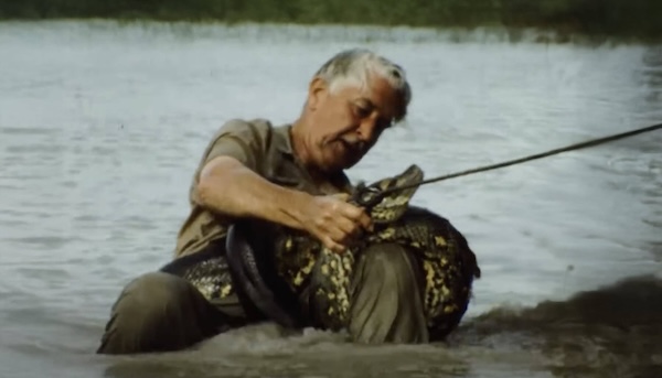 Marlin Perkins grapples with an anaconda in ‘Giants of Dadanawa,’ 1968.