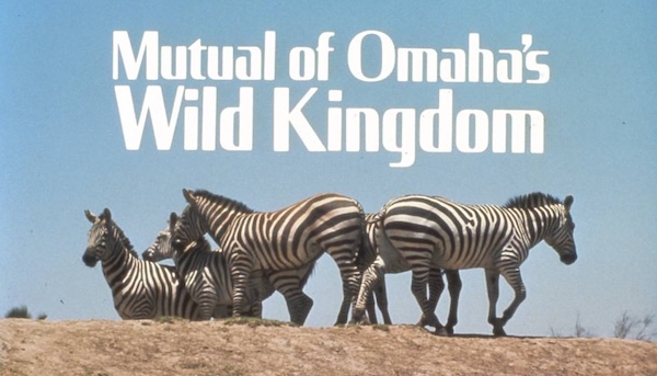 Title screen for Mutual of Omaha’s Wild Kingdom. National PTA endorses Wild Kingdom—the organization’s first TV endorsement, 1982.