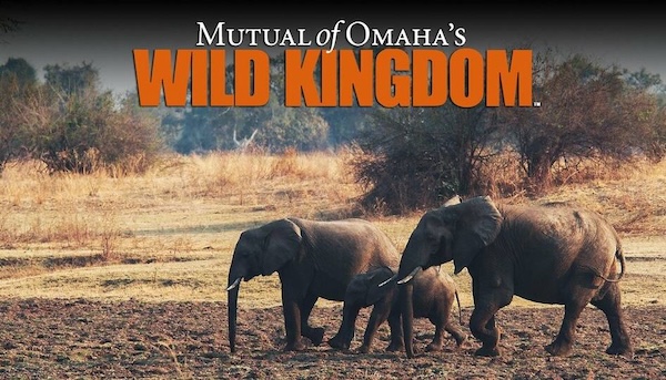 Title screen for Mutual of Omaha’s Wild Kingdom, on Animal Planet, 2002.