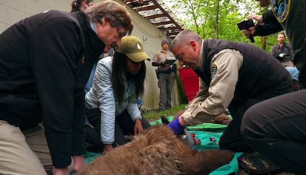 Dr. Rae Wynn-Grant and Peter Gros assisting in animal health and well being.