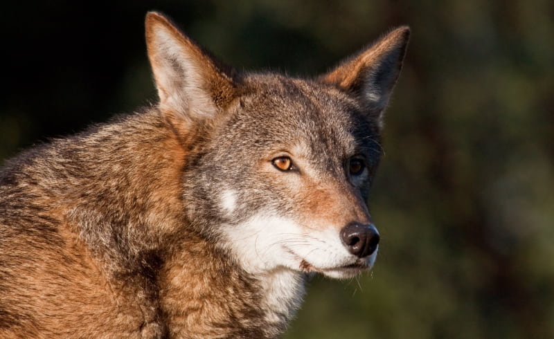 Wolf Image