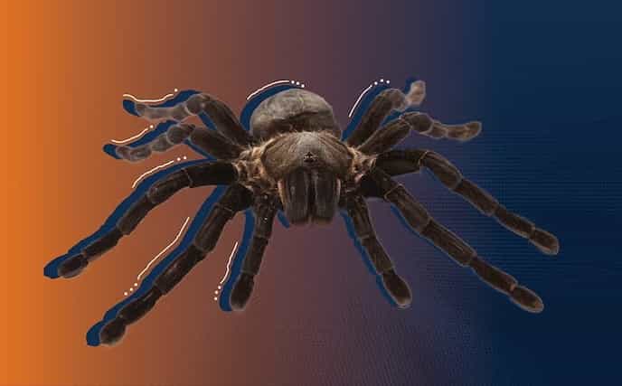 Tarantula Image