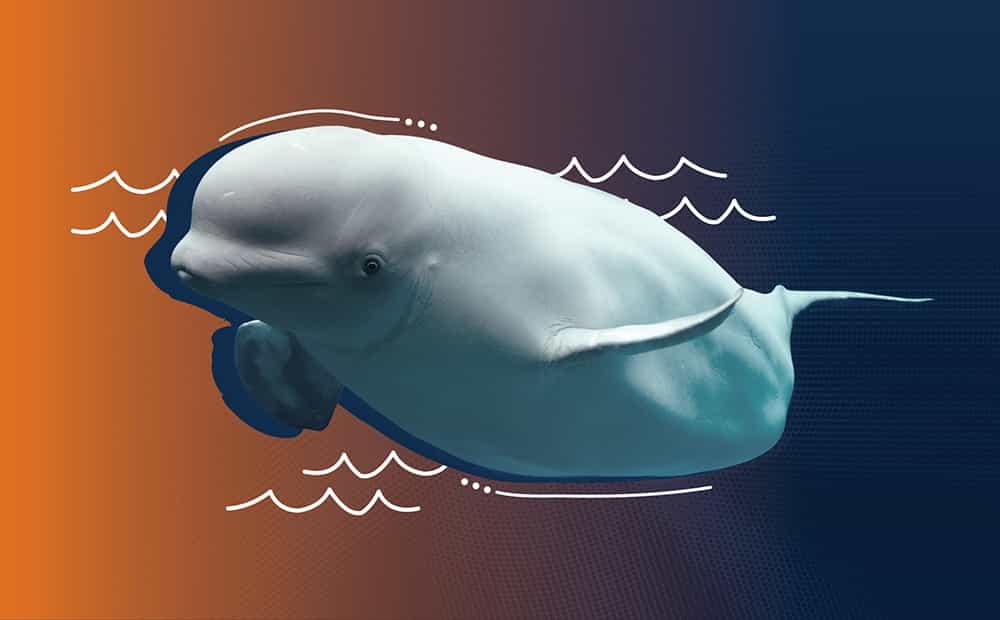 Beluga whales Image