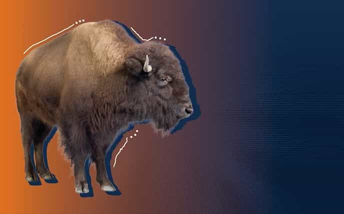 Bison Image