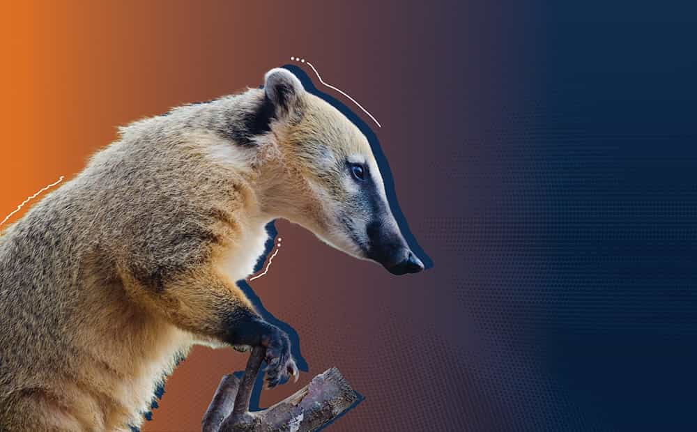 Coati Image