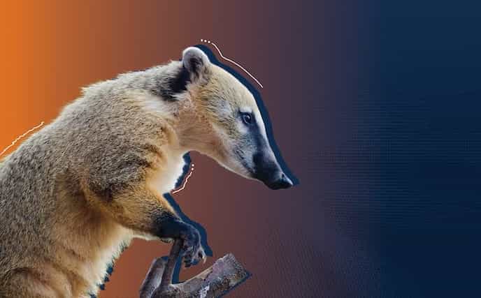 Coati Image