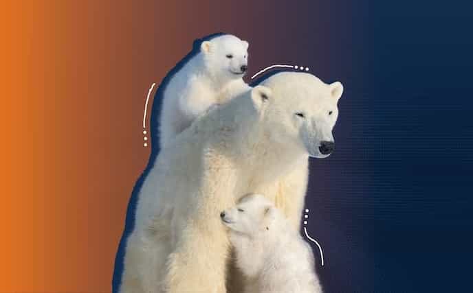 Polar Bears Image