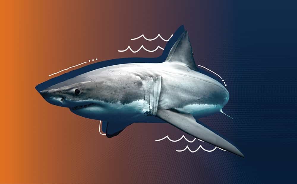 Shark Image