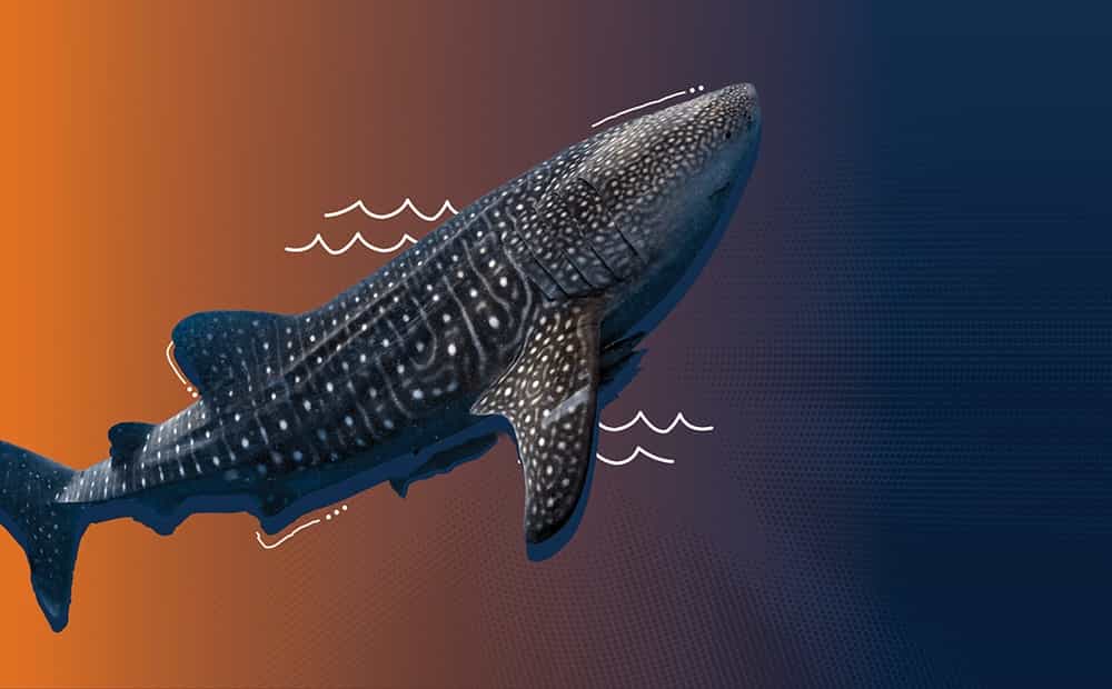 Whale shark Image