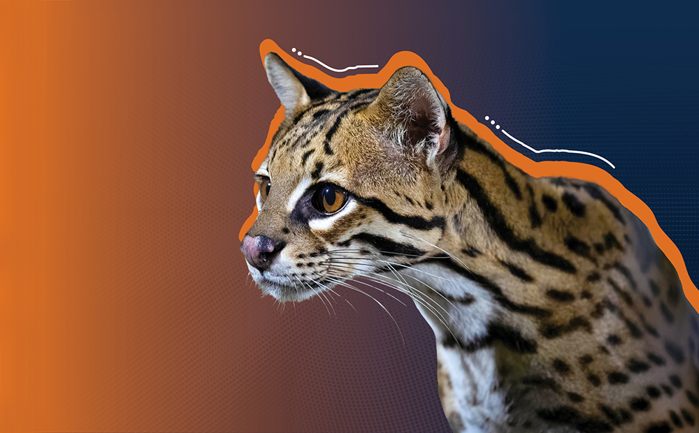 Ocelot Image