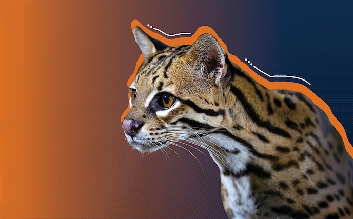 Ocelot Image