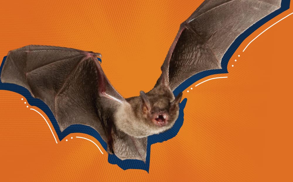 Bat Image