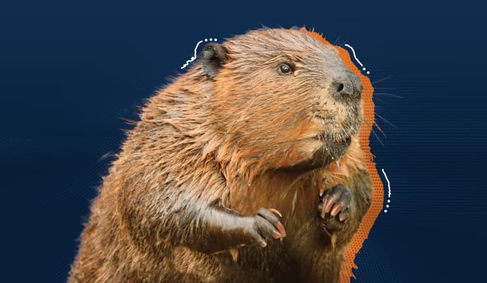 Beaver Image