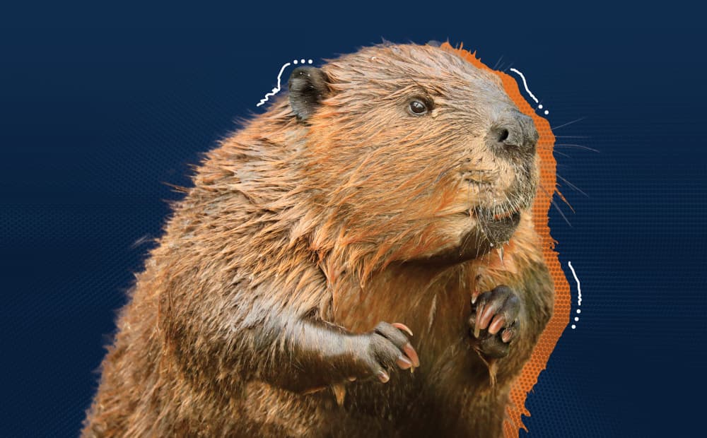 Beaver Image