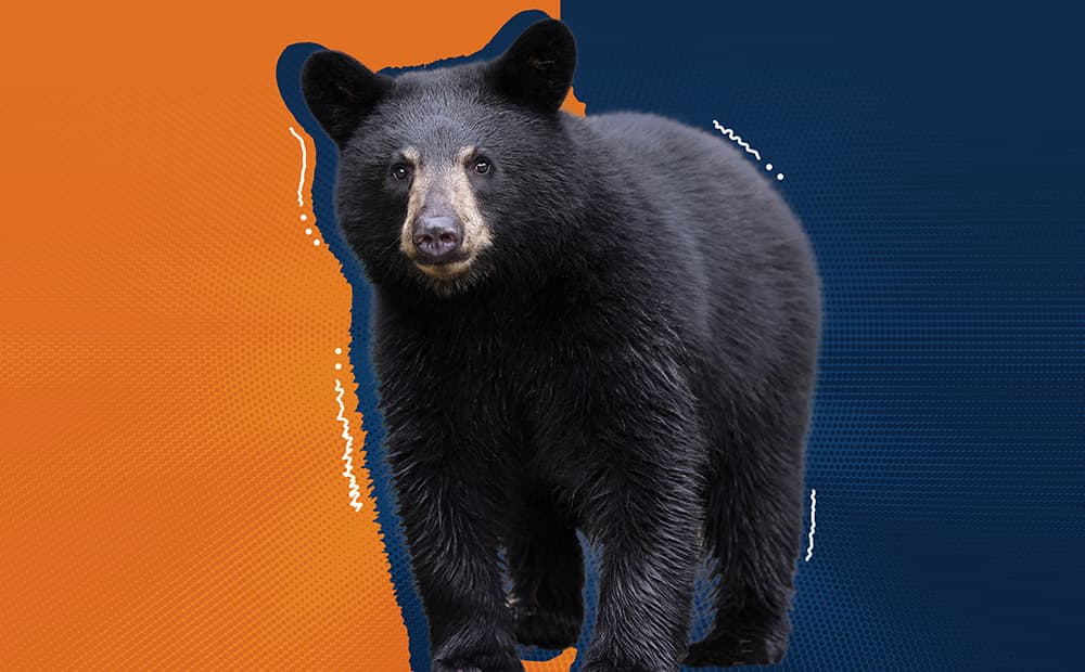 Black Bear Image