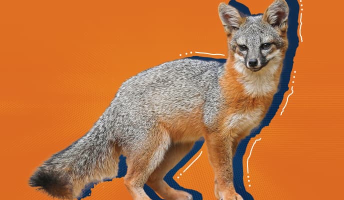 Fox Image