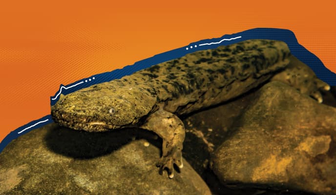 Hellbender Image