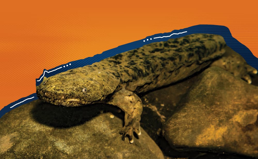 Hellbender Image