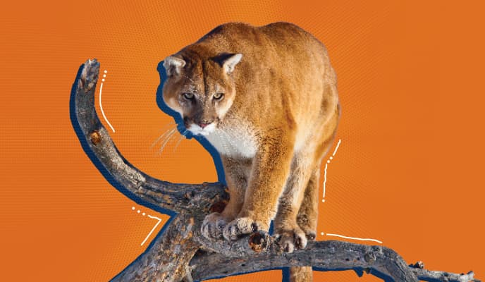 Mountain Lion Image