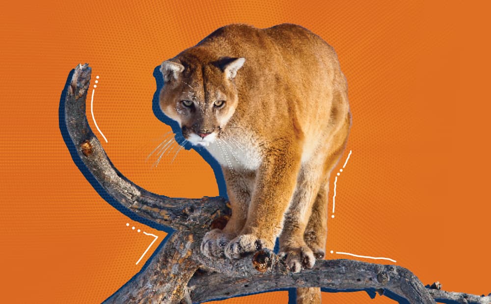 Mountain Lion Image