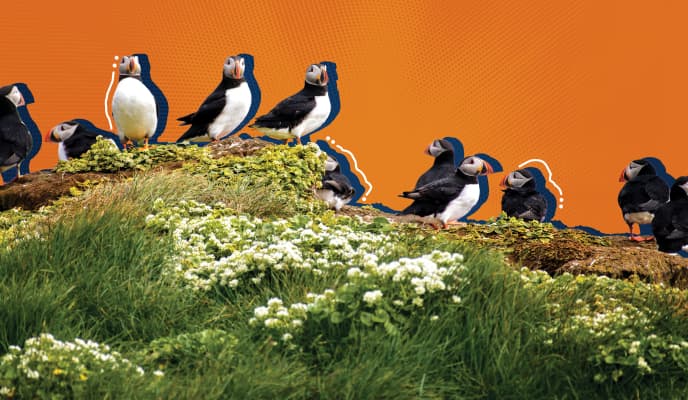 Puffins Image