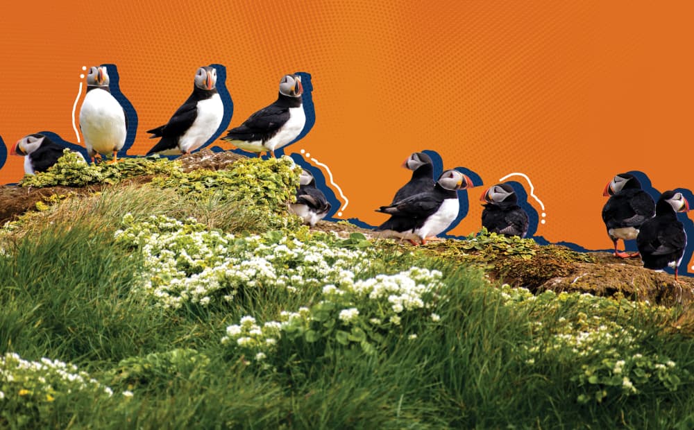 Puffins Image